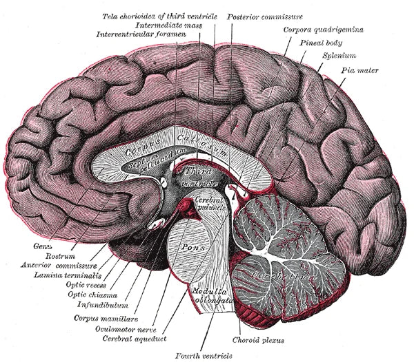Grabado anatomico antiguo del cerebro humano en corte