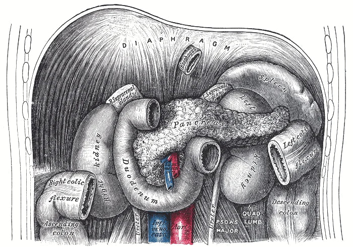 Grabado anatomico antiguo de los organos abdominales: estomago, pancreas, duodeno, riñones y colon