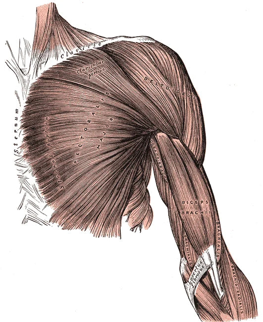 Grabado anatomico antiguo de los musculos del pecho, hombro y brazo