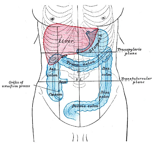 Diagrama anatomico antiguo que ubica el higado, el estomago y el colon en el torso