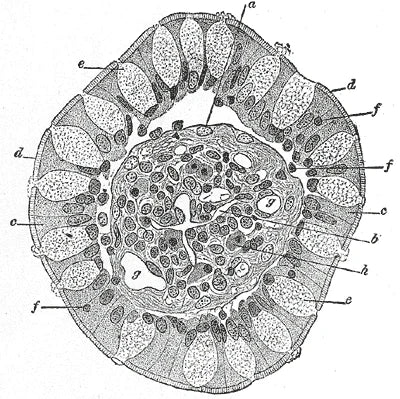 Grabado anatomico antiguo de una vellosidad intestinal en corte